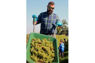 vino